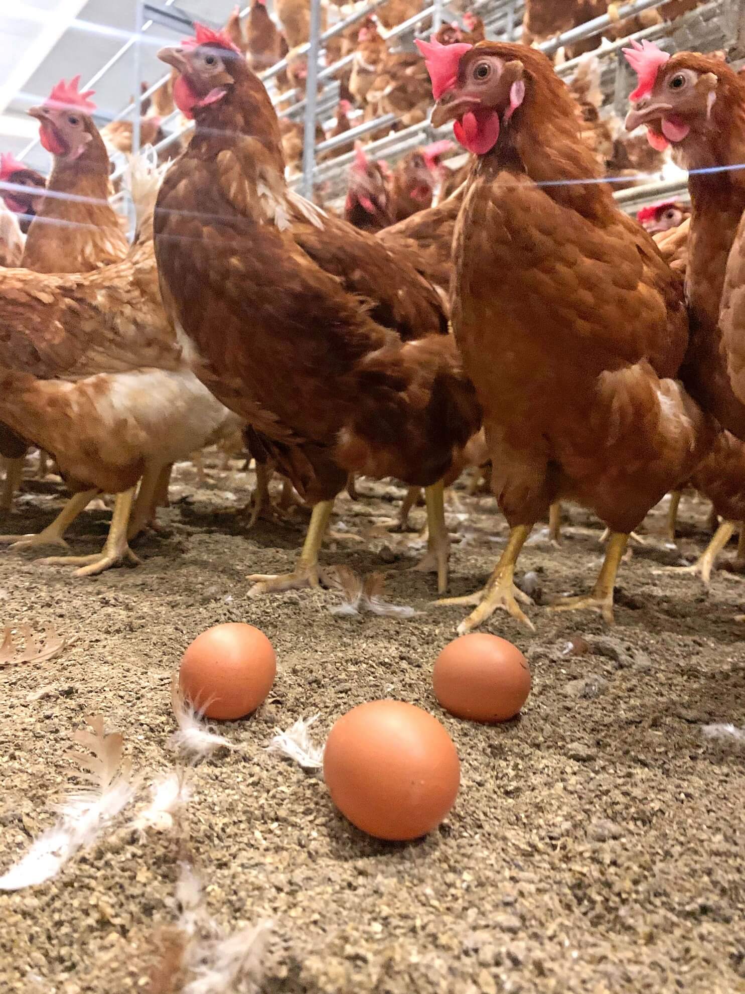 ResponsabilidadeAmbiental