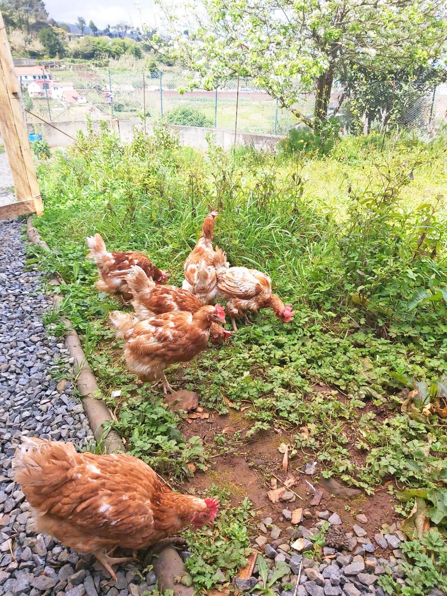 ResponsabilidadeAmbiental